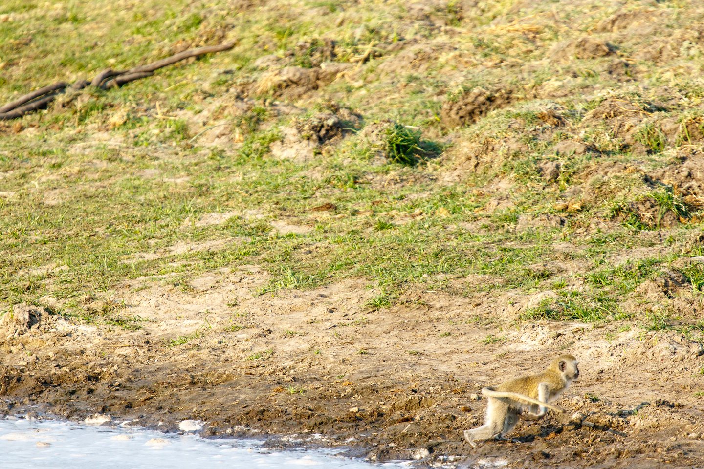 Grüne Meerkatze